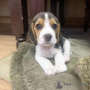 Photo №1. beagle - à vendre en ville de Londres | négocié | Annonce №123500