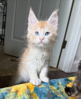Photo №4. Je vais vendre maine coon en ville de Ath. annonce privée - prix - 678€