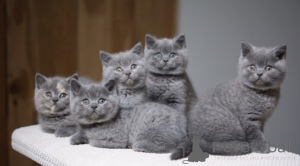 Photo №1. british shorthair - à vendre en ville de Bruxelles | 250€ | Annonce № 154770