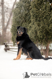 Photo №4. Je vais vendre chien bâtard en ville de Москва. de l'abri - prix - Gratuit