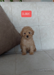 Photo №3. Chiots PUDLE première classe. Serbie