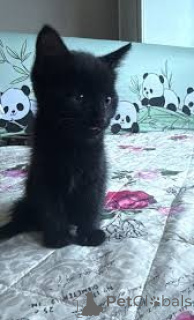 Photo №2 de l'annonce № 164259 de la vente bombay - acheter à Belgique annonce privée, éleveur