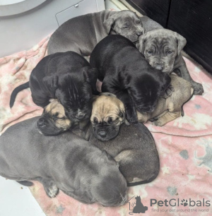 Photo №1. boerboel - à vendre en ville de Nuremberg | 550€ | Annonce №131018