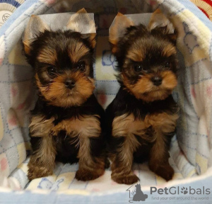 Photos supplémentaires: Beaux chiots caniche Toy mâles et femelles,