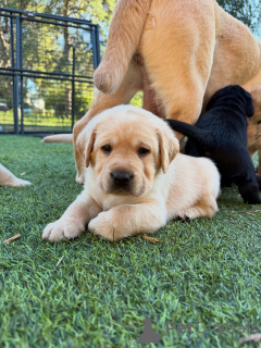 Photo №1. labrador retriever - à vendre en ville de Wiltz | négocié | Annonce №178816