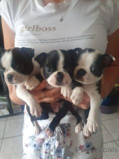 Photo №1. terrier de boston - à vendre en ville de Dendermond | négocié | Annonce №169353