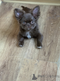 Photo №4. Je vais vendre chihuahua en ville de Minsk. éleveur - prix - 600€