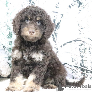 Photo №1. golden retriever - à vendre en ville de Ville de Londres | négocié | Annonce №160903