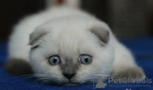 Photo №1. scottish fold - à vendre en ville de Шатура | 279€ | Annonce № 10638