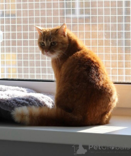 Photo №2 de l'annonce № 135433 de la vente  - acheter à Fédération de Russie 