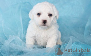 Photo №1. bichon à poil frisé - à vendre en ville de Мёнхенгладбах | 550€ | Annonce №127489