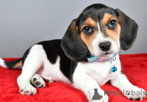 Photo №1. beagle - à vendre en ville de Dubaï | négocié | Annonce №158653