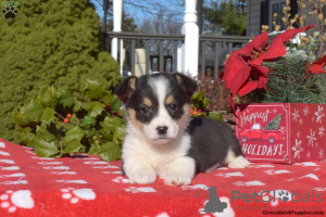 Photo №1. welsh corgi - à vendre en ville de Даллас | 492€ | Annonce №63532