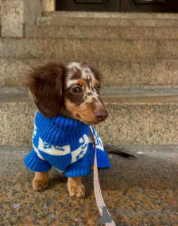 Photo №1. teckel - à vendre en ville de Helsinki | 550€ | Annonce №163062