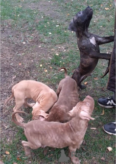 Photo №2 de l'annonce № 27054 de la vente american pit bull terrier - acheter à Fédération de Russie annonce privée