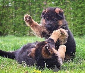 Photo №1.  - à vendre en ville de Hervanta | négocié | Annonce №162116