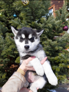 Photo №1. husky de sibérie - à vendre en ville de Krasnoyarsk | Négocié | Annonce №1668