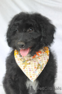 Photo №4. Je vais vendre chien bâtard en ville de Aserri. éleveur - prix - 291€