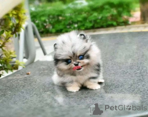 Photo №1.  - à vendre en ville de Chicago | 425€ | Annonce №137541