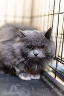 Photo №2 de l'annonce № 159244 de la vente  - acheter à Fédération de Russie de l'abri