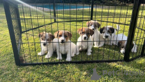 Photo №1. jack russell terrier - à vendre en ville de Ulmen | 159€ | Annonce №129628