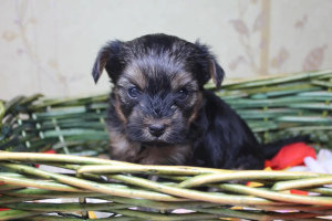 Photos supplémentaires: Adorables chiots yorkais à vendre (mini)