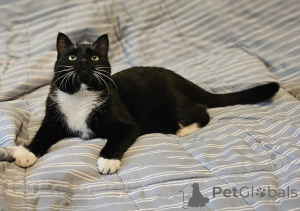 Photo №4. Je vais vendre  en ville de Minsk. annonce privée - prix - Gratuit