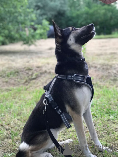 Photo №3. Emmochka est une jeune chienne frémissante qui aime le monde entier.. Fédération de Russie