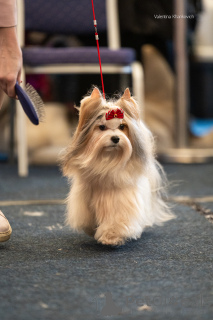 Photo №4. Accouplement biewer yorkshire terrier en Fédération de Russie. Annonce № 135415