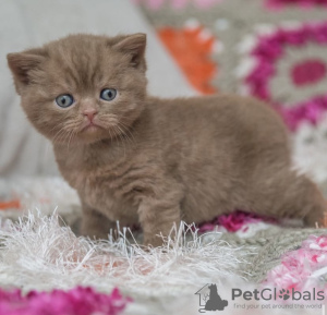 Photo №4. Je vais vendre british shorthair en ville de Munich. de la fourrière - prix - 255€