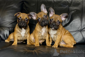 Photo №3. Chiots bouledogue français à vendre. Fédération de Russie