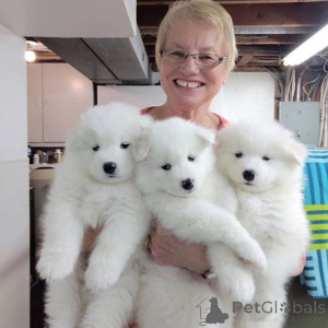 Photo №3. Chiots Samoyèdes.. Suède
