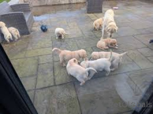 Photo №1. golden retriever - à vendre en ville de Marseille | 1000€ | Annonce №165659