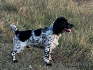 Photo №1. épagneul russe - à vendre en ville de Simferopol | négocié | Annonce №146006