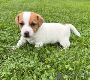 Photo №4. Je vais vendre jack russell terrier en ville de Berlin. annonce privée - prix - négocié