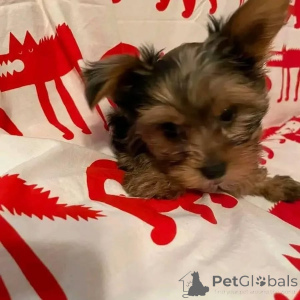 Photo №2 de l'annonce № 164798 de la vente yorkshire terrier - acheter à Allemagne annonce privée, de l'abri