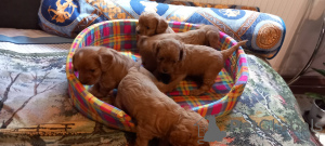 Photos supplémentaires: Cavapoo pappy génération f1