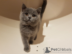 Photo №1. british shorthair - à vendre en ville de Munich | 350€ | Annonce № 118352