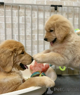 Photo №2 de l'annonce № 137948 de la vente golden retriever - acheter à Allemagne éleveur