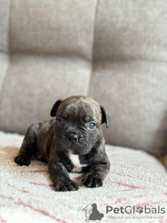 Photo №1. bouledogue - à vendre en ville de Tartu | négocié | Annonce №126503