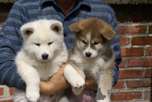 Photo №1. akita (chien) - à vendre en ville de Überlingen | 450€ | Annonce №169405