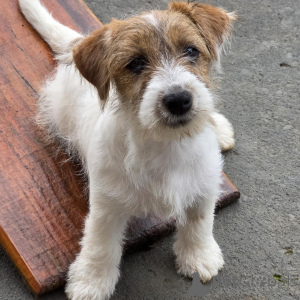 Photo №2 de l'annonce № 171875 de la vente jack russell terrier - acheter à Allemagne annonce privée, éleveur