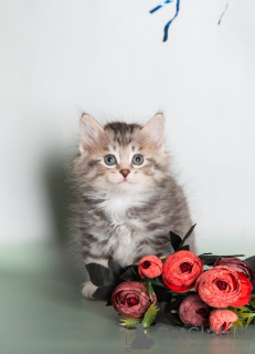 Photo №4. Je vais vendre bobtail des kouriles en ville de Ust-Kamenogorsk. annonce privée, de la fourrière - prix - négocié