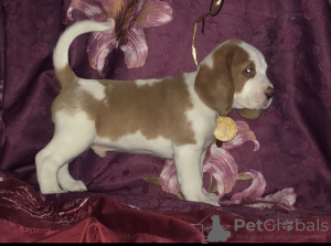 Photo №1. beagle - à vendre en ville de Москва | 602€ | Annonce №7985