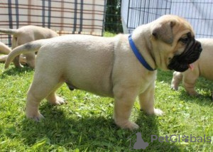 Photo №1. bullmastiff - à vendre en ville de Riverside | Gratuit | Annonce №124109