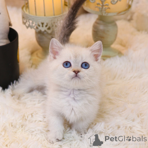 Photo №1. munchkin - à vendre en ville de Californie | 372€ | Annonce № 152256