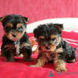 Photo №1. yorkshire terrier - à vendre en ville de Bruges | Gratuit | Annonce №165738