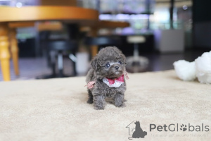 Photo №3. Dean Janet Kay Puppies House. USA