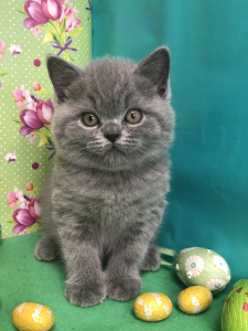 Photo №4. Je vais vendre british shorthair en ville de Samara. de la fourrière, éleveur - prix - 492€