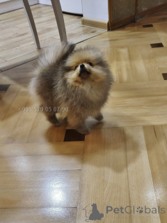 Photo №3. Un vrai Poméranien compact avec un pedigree FCI.. Georgia